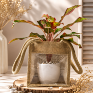Aglaonema Pink – The Effortless Pop of Color