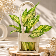 Aglaonema Snow White – The Luck-Bringer & Air-Purifying Stunner