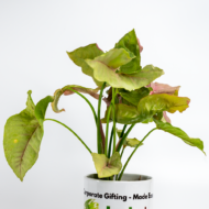 Syngonium Pink – The Blushing, Fast-Growing Pink Arrowhead - Image 9