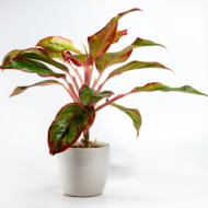 Aglaonema Pink – The Effortless Pop of Color - Image 9