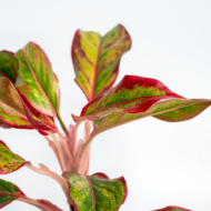 Aglaonema Pink – The Effortless Pop of Color - Image 6