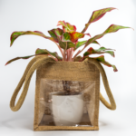 Aglaonema Pink – The Effortless Pop of Color