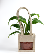Peace Lily – The Classic, Elegant Air-Purifier - Image 5