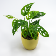 Broken Heart Plant – The Trailing Tropical Beauty - Image 14