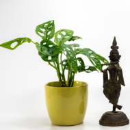 Broken Heart Plant – The Trailing Tropical Beauty - Image 12