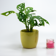 Broken Heart Plant – The Trailing Tropical Beauty - Image 13