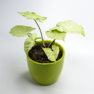 Syngonium White – The Elegant, Easy-Care Arrowhead Plant - Image 12