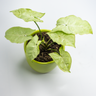 Syngonium White – The Elegant, Easy-Care Arrowhead Plant - Image 10