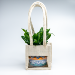 Compact Dracaena – The Ultimate "Set It and Forget It" Desk Plant
