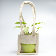 Syngonium White – The Elegant, Easy-Care Arrowhead Plant