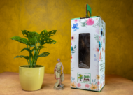 Broken Heart Plant – The Trailing Tropical Beauty - Image 2