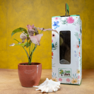 Syngonium Pink – The Blushing, Fast-Growing Pink Arrowhead - Image 2