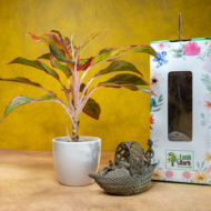 Aglaonema Pink – The Effortless Pop of Color - Image 2