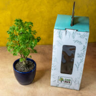 Green Aralia – The Elegant Symbol of Growth & Prosperity - Image 2