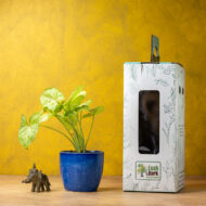 Syngonium Green – The Lush Purifier for Harmony & Growth - Image 2