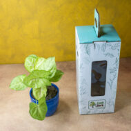 Syngonium Green – The Lush Purifier for Harmony & Growth - Image 3