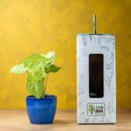 Syngonium Green – The Lush Purifier for Harmony & Growth - Image 4