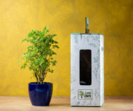 Green Aralia – The Elegant Symbol of Growth & Prosperity - Image 4