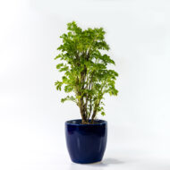 Green Aralia – The Elegant Symbol of Growth & Prosperity - Image 6
