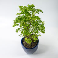 Green Aralia – The Elegant Symbol of Growth & Prosperity - Image 8
