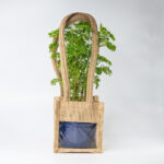 Green Aralia – The Elegant Symbol of Growth & Prosperity