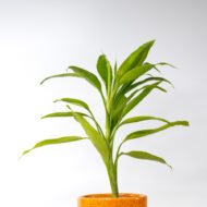 Song of India – The Vibrant Purifier for Luck & Success - Image 10