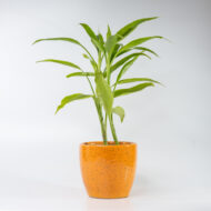 Song of India – The Vibrant Purifier for Luck & Success - Image 11