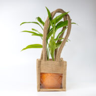 Song of India – The Vibrant Purifier for Luck & Success - Image 12