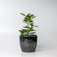 Green Ficus – The Elegant Purifier for Peace & Mental Balance - Image 11