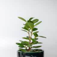 Green Ficus – The Elegant Purifier for Peace & Mental Balance - Image 10
