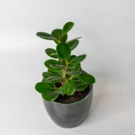 Green Ficus – The Elegant Purifier for Peace & Mental Balance - Image 8