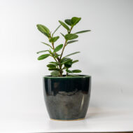 Green Ficus – The Elegant Purifier for Peace & Mental Balance - Image 6