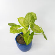Syngonium Green – The Lush Purifier for Harmony & Growth - Image 8