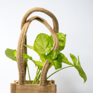 Syngonium Green – The Lush Purifier for Harmony & Growth - Image 9