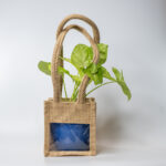 Syngonium Green – The Lush Purifier for Harmony & Growth