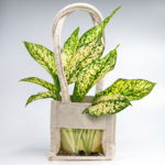 Aglaonema Snow White – The Luck-Bringer & Air-Purifying Stunner