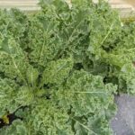 Organic Kale Leaves (Live Potted)