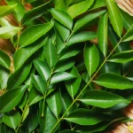 Organic Curry Leaves (Live Potted)