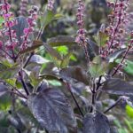Organic Black Tulsi (Live Potted)