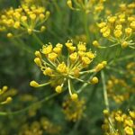 Organic Dill Leaves (Live Potted)