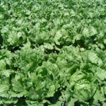 Organic Iceberg Lettuce (Live Potted)