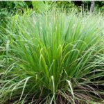Organic Lemongrass (Live Potted)