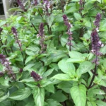 Organic Thai Basil (Live Potted)
