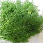 Organic Dill Leaves (Live Potted)