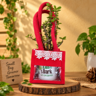 Jade Plant – A Symbol of Growth & Prosperity - Image 3