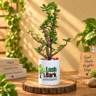 Jade Plant – A Symbol of Growth & Prosperity