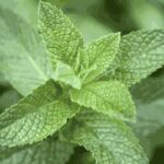 Organic Mint Leaves (Live Potted)