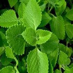 Organic Carom Leaves (Live Potted)