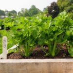 Organic Celery (Live Potted)
