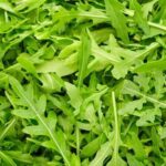 Organic Rocket Leaf (Live Potted)
